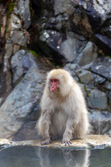 Naklejka premium Majestic snow monkey soaking in the serene waters of Japan's hot springs on a chilly day