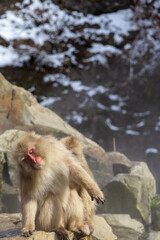 Obraz premium Majestic Japanese macaque relaxing near a peaceful hot spring in the serene winter landscape of Japan