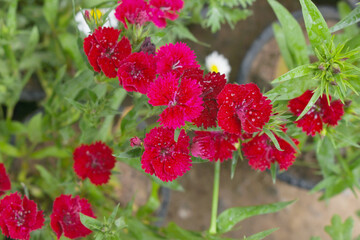 Sweet flora william blooming petals Red flowers background, Dianthus barbatus, beautiful Dianthus...