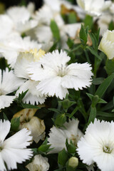 Sweet flora william blooming petals white flowers background, Dianthus barbatus, beautiful Dianthus flower closeup in garden, white Dianthus flower, white flower, dianthus blooming in garden, closeup
