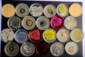 Multiple Bacterial Cultures Displaying Diverse 
