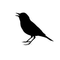 A silhouette of a yellow warbler