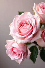 Fototapeta premium Soft focus abstract floral, pale pink roses, botanical concept, abstract, botanical, concept