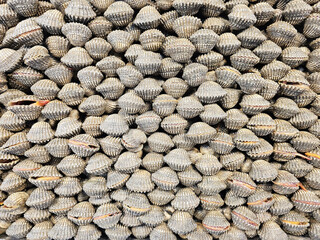Large Quantity of Stacked Cockles, Arranged for Sale.