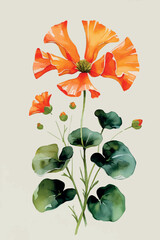 Orange nasturtium flower in watercolor. Isolated tropical bloom with vivid petals and leaves.