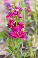 Obraz premium Red Hoary Stock, Red Hoary Stock or Matthiola Incana is a member of the Brassicaceae family of flowering plants. It's also commonly known as Brompton Stock, Common Stock, Red flower in garden
