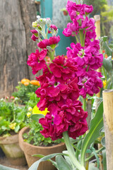 Red Hoary Stock, Red Hoary Stock or Matthiola Incana is a member of the Brassicaceae family of flowering plants. It's also commonly known as Brompton Stock, Common Stock, Red flower in garden