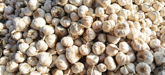A pile of garlic open sell in Indian market.