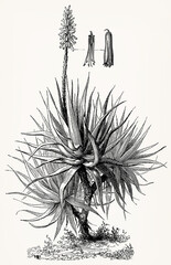 Aloe vera (True Aloe) with flower, detailed vintage botanical illustration in engraved style. Antique stylized illustration.