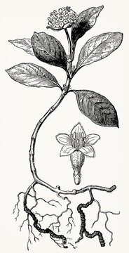 Uragoga ipecacuanha (Ipecac Root) with flower, detailed botanical engraving in vintage style. Antique stylized illustration.