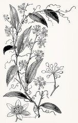 Smilax pseudosyphilitica (Greenbrier Vine) with flower and fruit cluster, detailed vintage botanical engraving. Antique stylized illustration.