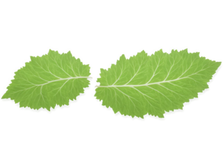 Shiso Leaves (Perilla) Wide, serrated shiso leaves with a vibrant green hue and citrusy-minty flavor, wrapped around sushi or used