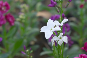 White Hoary Stock, White Hoary Stock or Matthiola Incana is a member of the Brassicaceae family of flowering plants. It's also commonly known as Brompton Stock, Common Stock, White flower in garden