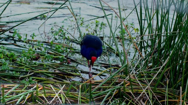 Australasian swamphen searching for food among reeds in a serene wetland, showing its vibrant colors