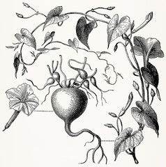 Exogonium purga (Jimson Weed) with flower and tuber, detailed vintage botanical engraving. Antique stylized illustration.