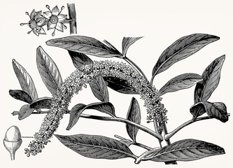 Pilocarpus pennatifolius (Jaborandi) with fruit, detailed vintage botanical engraving. Antique stylized illustration.