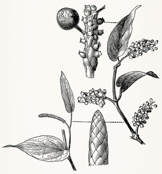 Piper cubeba (Cubeb Pepper) male branch, flower spike, and fruiting branch, detailed vintage botanical engraving. Antique stylized illustration.