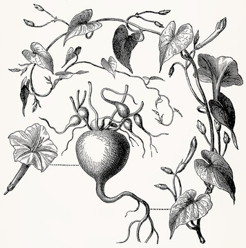 Exogonium purga (Jimson Weed) with flower and tuber, detailed vintage botanical engraving. Antique stylized illustration.