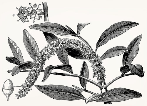Pilocarpus pennatifolius (Jaborandi) with fruit, detailed vintage botanical engraving. Antique stylized illustration.