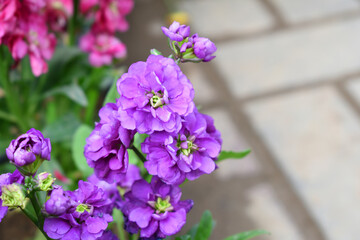 Obraz premium Purple Hoary Stock, Purple Hoary Stock or Matthiola Incana is a member of the Brassicaceae family of flowering plants. It's also commonly known as Brompton Stock, Common Stock, Purple flower in garden