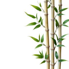 Isolated bamboo stalk segment with natural texture isolated on transparent background 