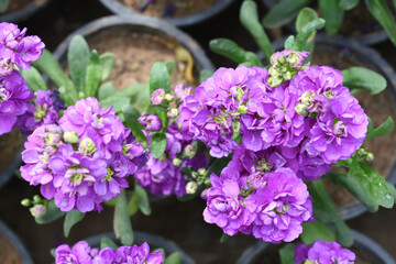 Purple Hoary Stock, Purple Hoary Stock or Matthiola Incana is a member of the Brassicaceae family of flowering plants. It's also commonly known as Brompton Stock, Common Stock, Purple flower in garden