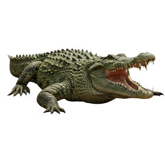 Fototapeta premium crocodile isolated on white background