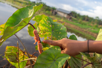 view of hand pointing at a golden snail egg attached to a leaf stalk with pond water and the sky as a background.