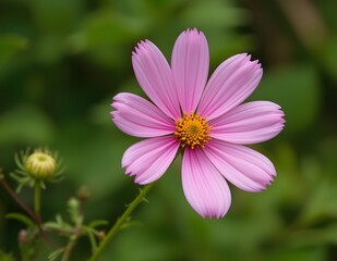 Obraz premium Close-up image of a pink Cosmos bippinatus, also known as garden cosmos or Mexican aster, with eight petals and yellow center.