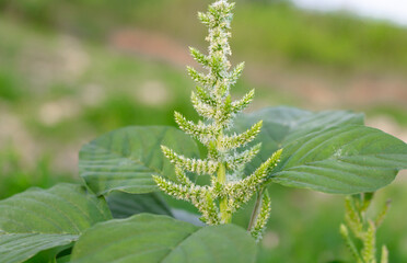 close up of amaranth (amaranthus spp) flowers with blurred background, use this for catalog of medicinal plants or vegetables.