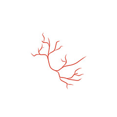 illustration of human blood vessels