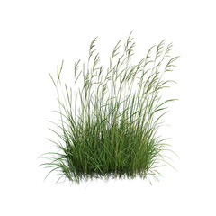 A lush cluster of green grass with tall, slender blades, natural appearance.
