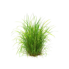 Obraz premium Lush green grass with long blades and a dense tuft appearance.