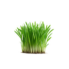 Lush green grass with tall blades, colors and healthy growth.