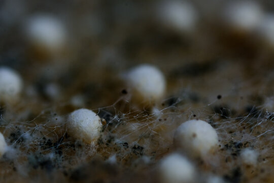 Fungi growth patterns on agar medium