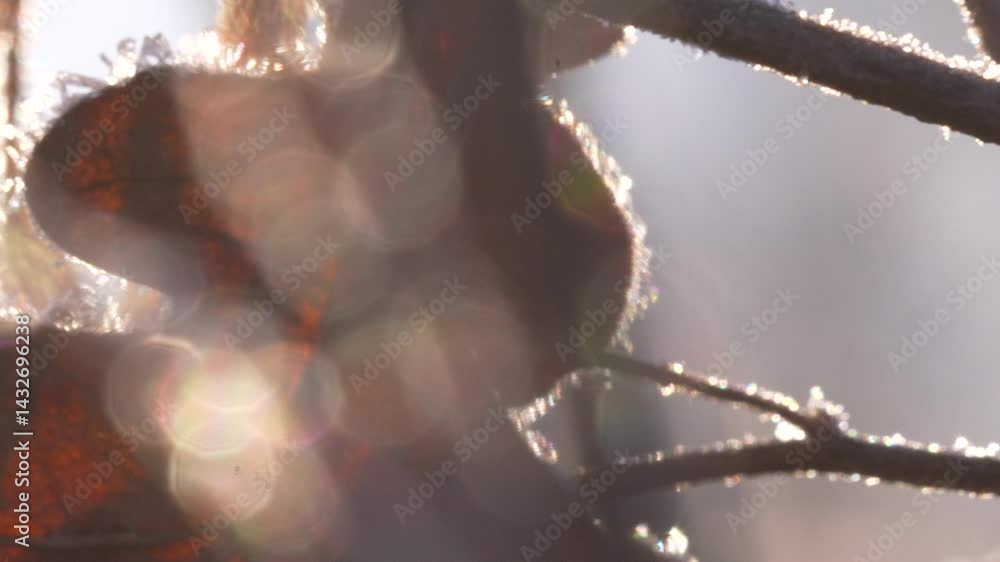 Poster a close-up of a leaf edged with frost, sparkling in the sun with artistic bokeh in the foreground an
