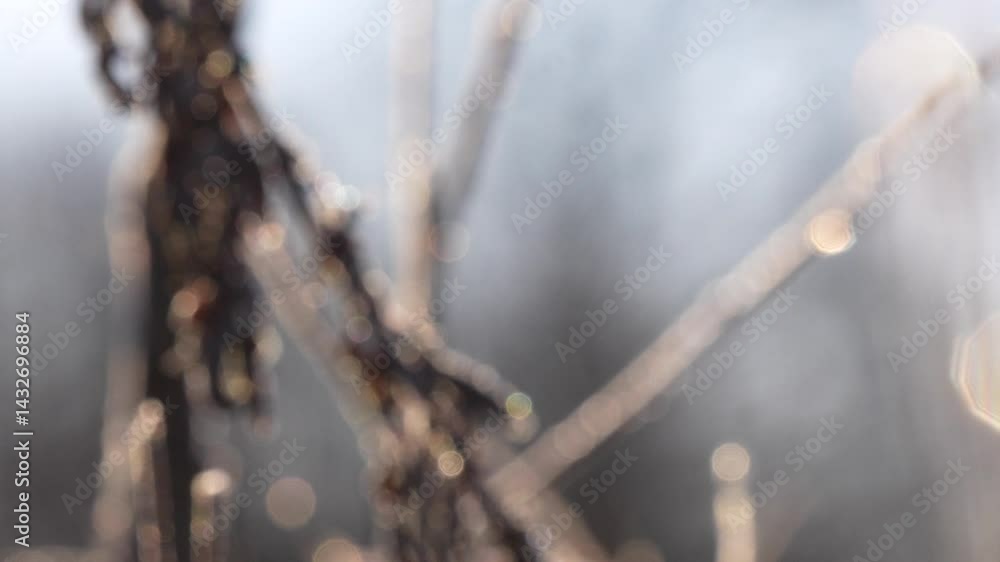 Poster bstract close-up of frost-covered twigs in soft focus with dreamy bokeh lights in the background, ev