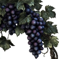 Obraz premium Dark Purple Grapes On Lush Green Vine