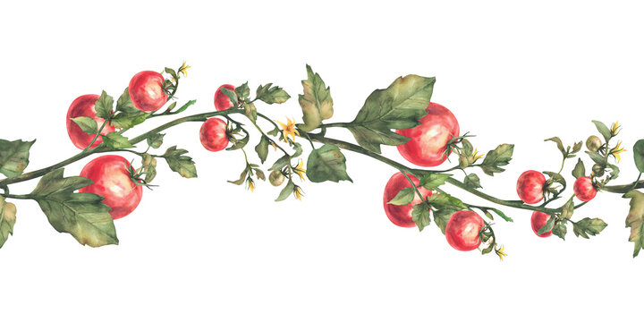 Tomato plant seamless border with red fruit, leaves and flowers. Watercolor agricultural ripe and unripe vegetables crop realistic repeating pattern. Hand drawn illustration isolated from background