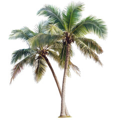 Tall palm trees with lush green leaves swaying gently in the breezy tropical atmosphere on a sunny day, Palm tree PNG transparent