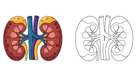 Fototapeta premium Detailed Renal Anatomy: A detailed illustration of kidney anatomy, showcasing the intricate structure and components of the vital organ with color and outline versions for educational purposes.