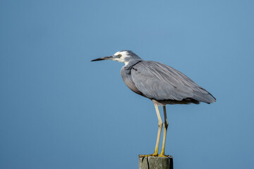 White-faced Heron (Egretta novaehollandiae) sitting on a fence post