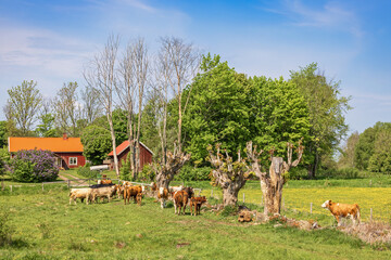 Idyllic landscape view with cattle in a meadow by a small red cottage in the Swedish countryside © Lars Johansson