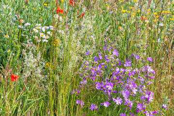 Meadow with flowering wildflowers in the summer