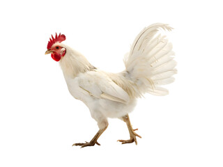 Fototapeta premium White rooster isolated on white background