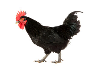 Black chicken isolated on white background 
