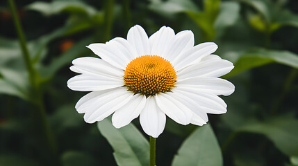 Fototapeta premium beauty white echinacea flower