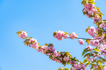 八重桜と青い空