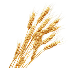 Golden wheat stalks arranged beautifully against a transparent background showcasing the grains natural texture, Wheat, isolated transparent background