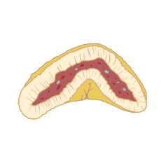 副腎の断面がわかりやすいイラスト